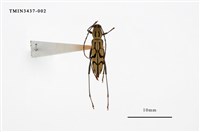 藏品(面形細虎天牛)的圖片